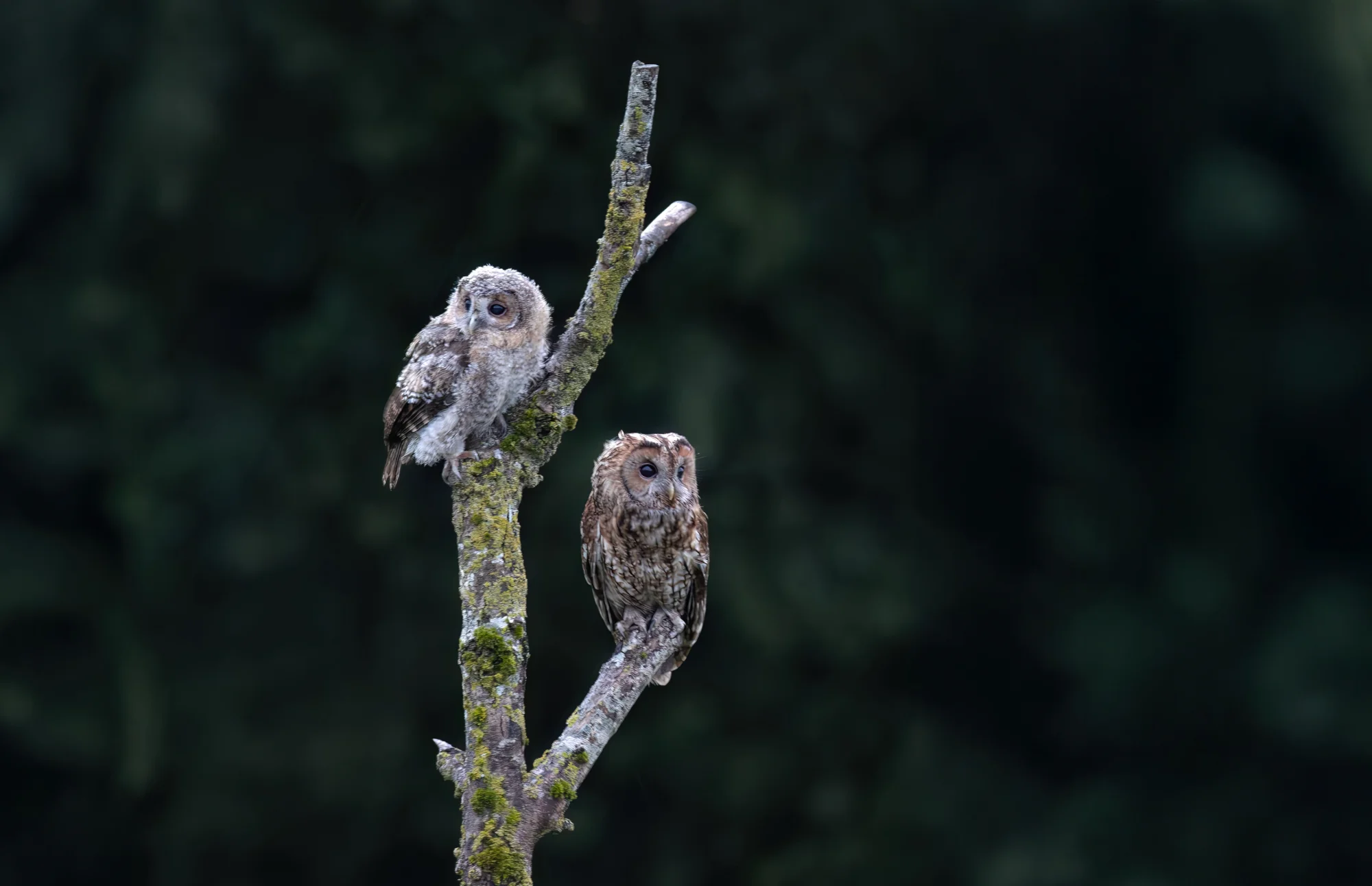 Willow with Dad ( Timba ) July 2025