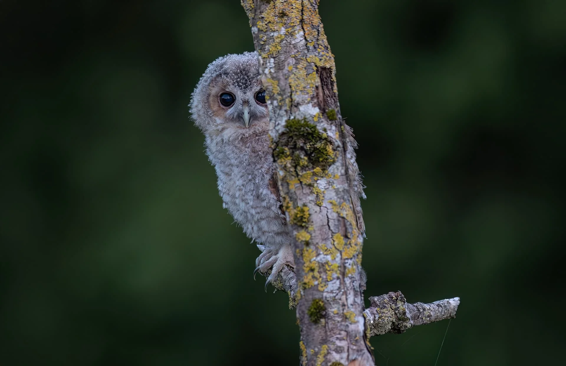 Willow on staging post