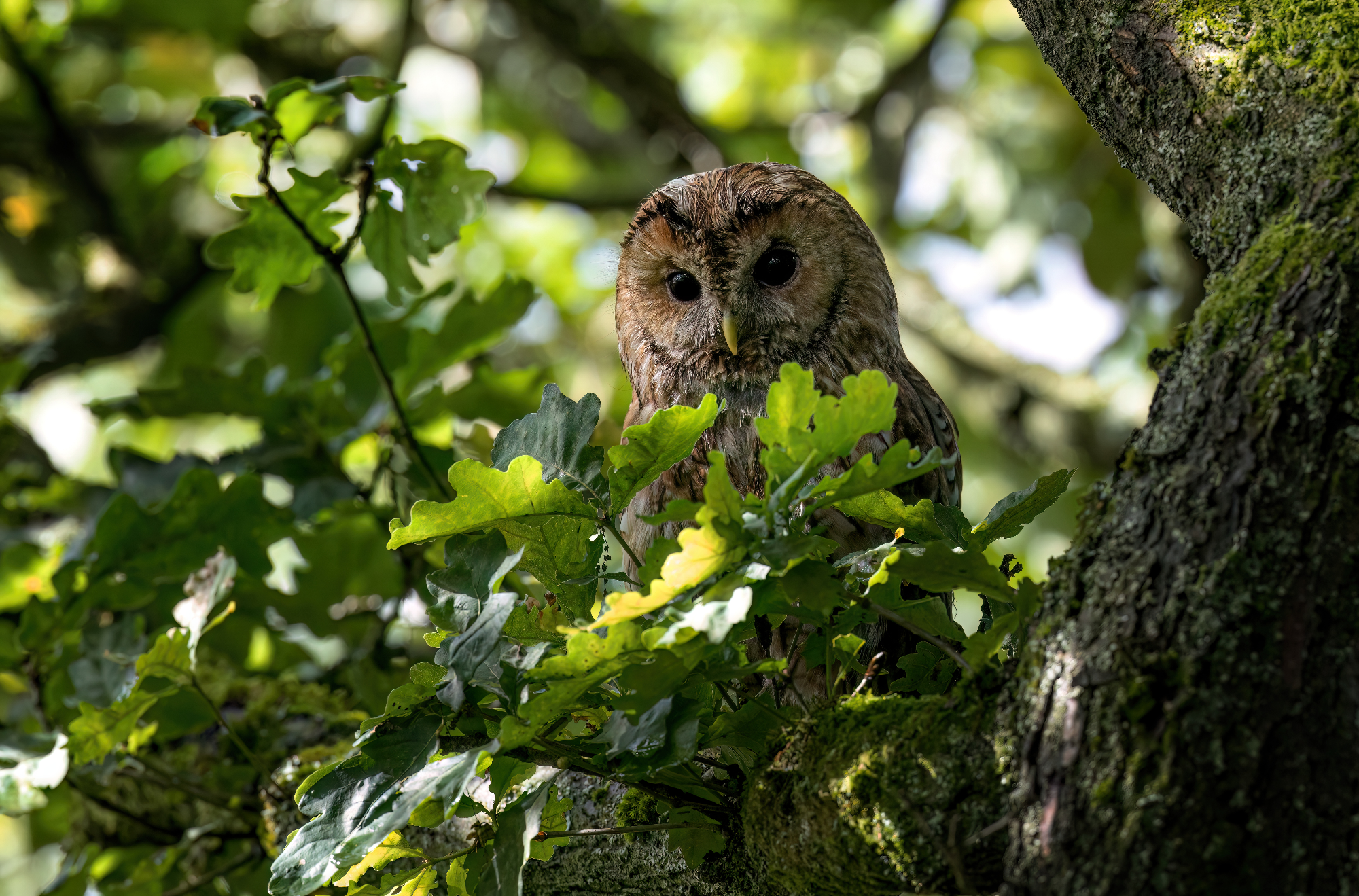 Timba in old oak tree
