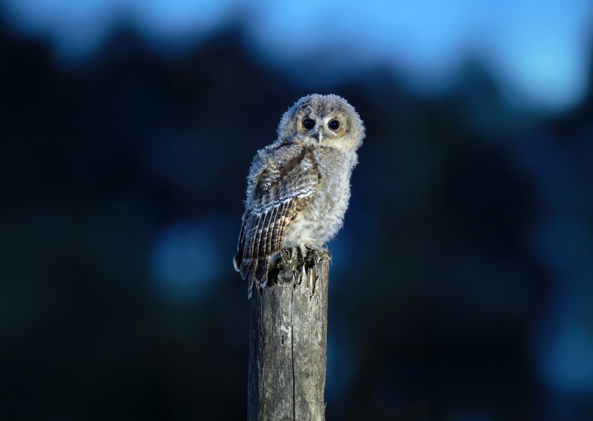 Ash first visit June 2025