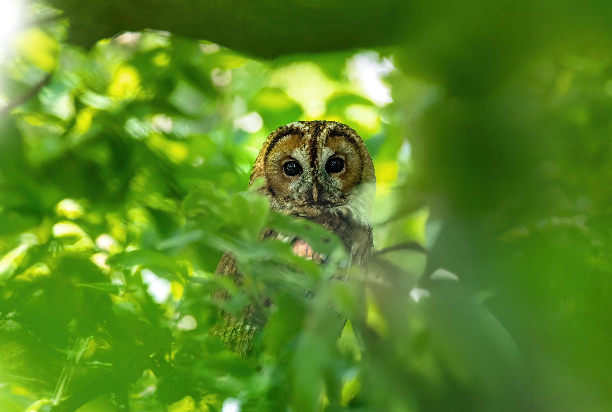 Timba in the woodland