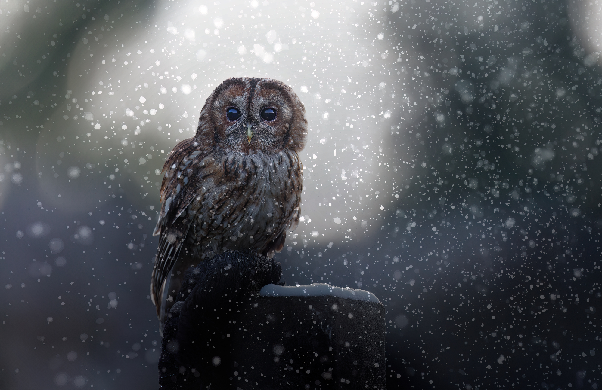 Timba visiting in the snow January 2026