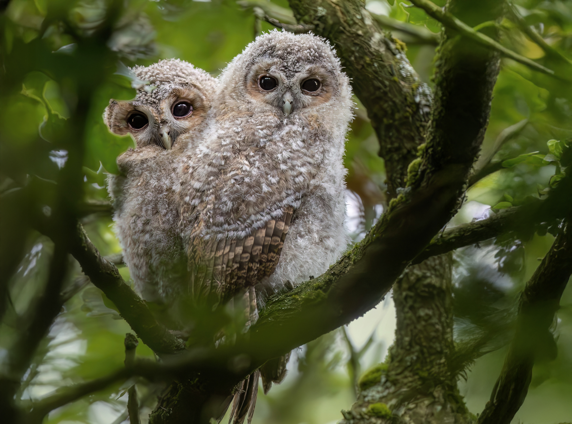 Willow and Ash Branching June 2025