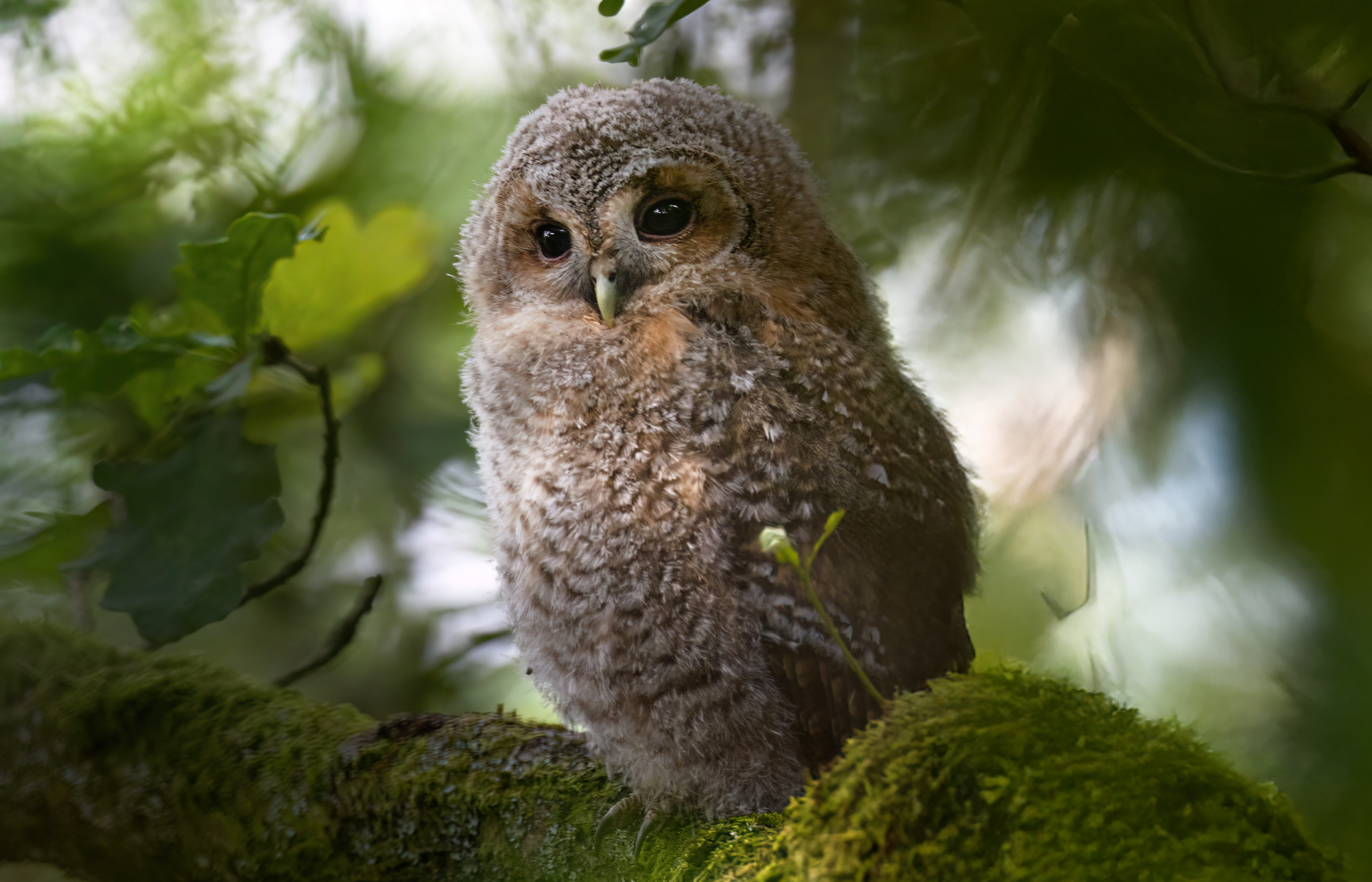 Willow in the old oak tree June 2025