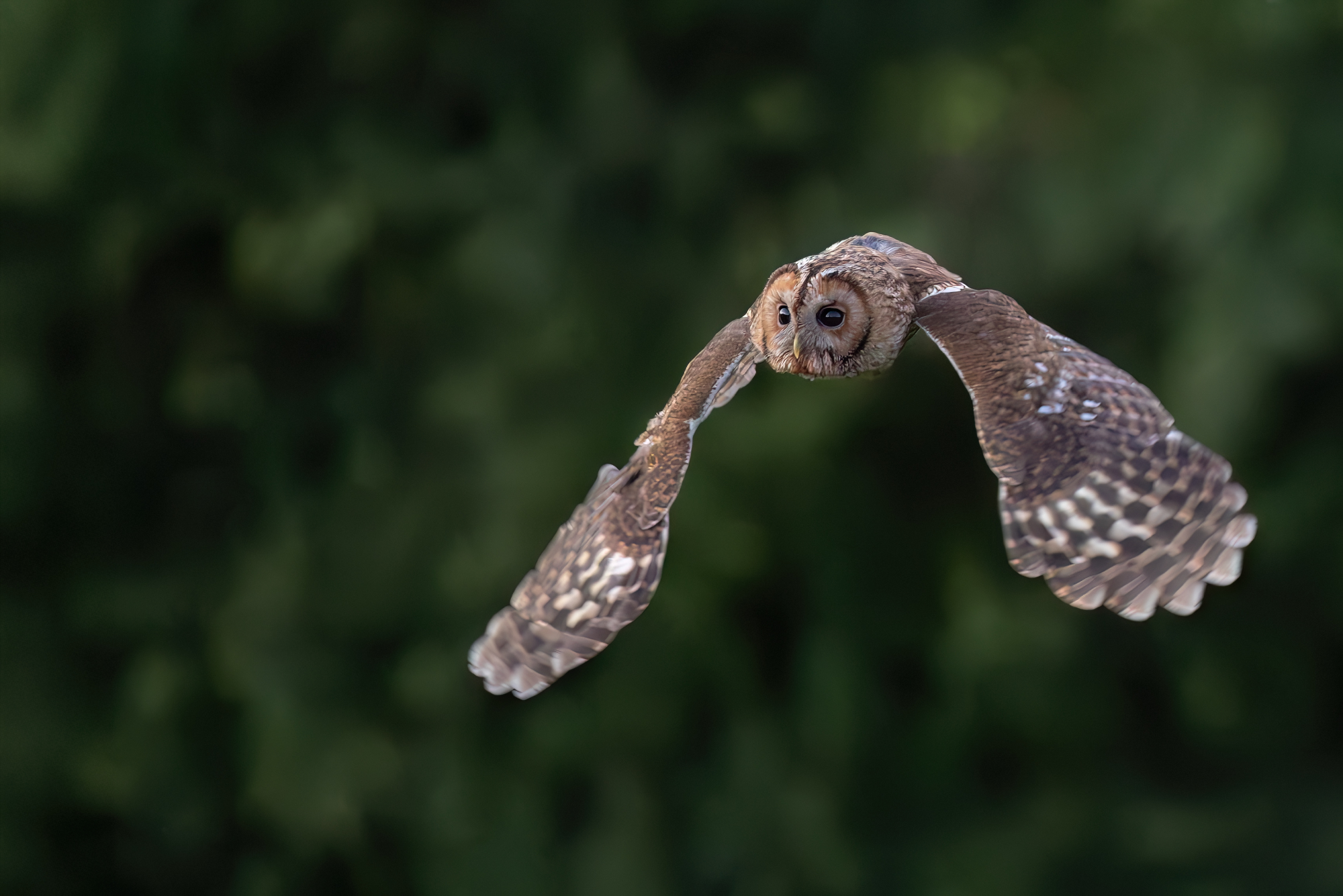 Timba on the wing June 2025