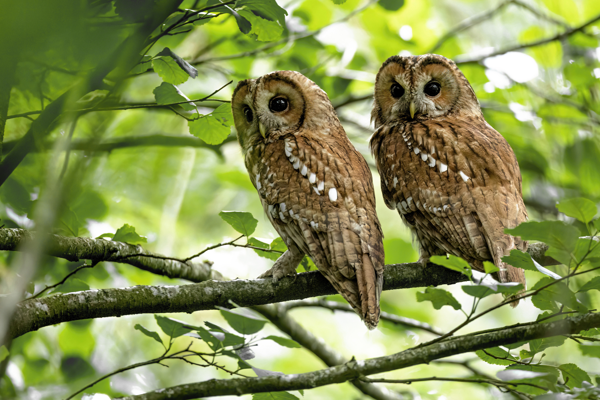 Rare shot of Timba and Treacle together