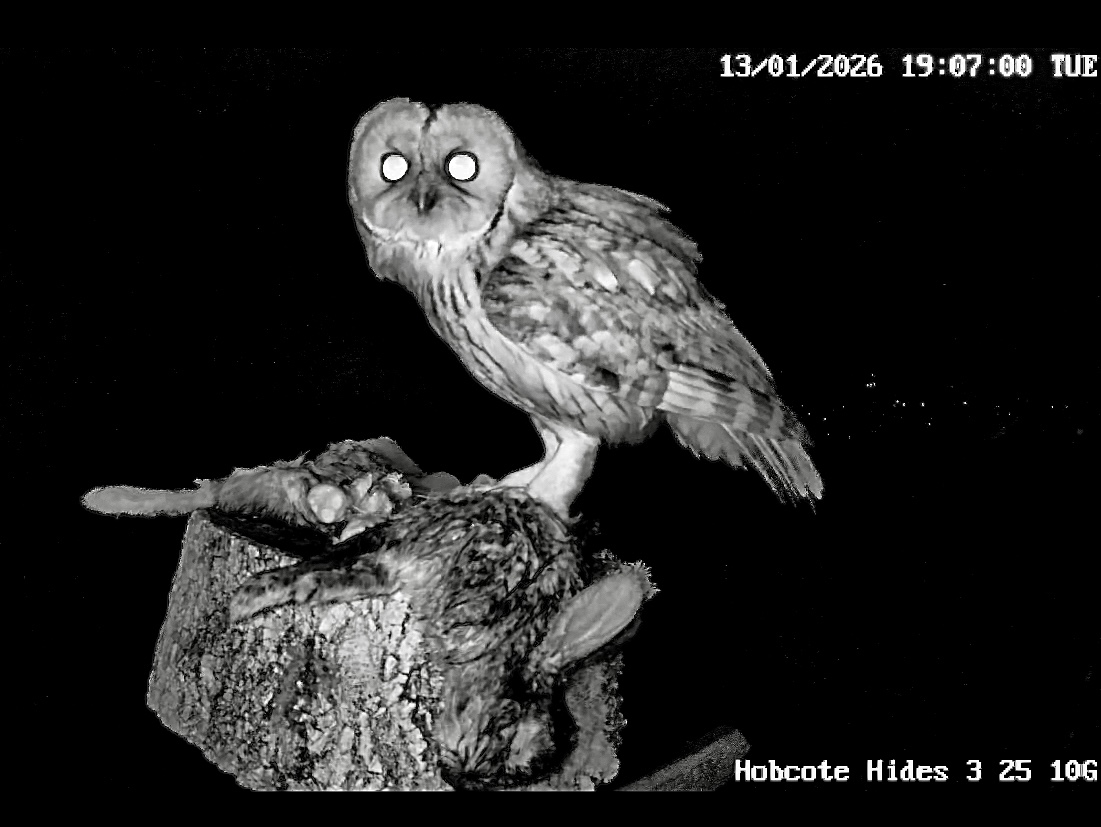 Windy night at Hobcote